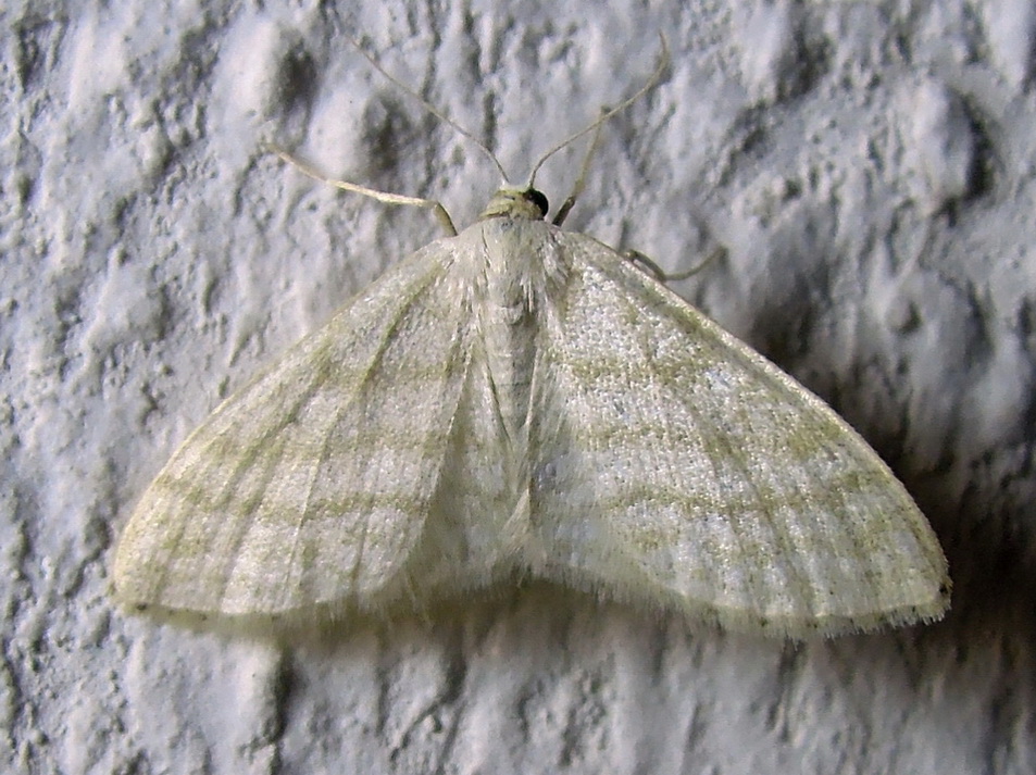 Idaea subsericeata ???